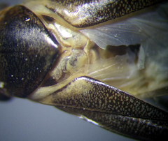 Cymatia rogenhoferi