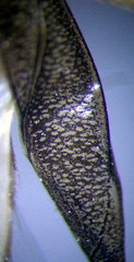 Cymatia rogenhoferi