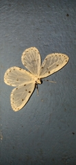 Naxa textilis