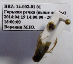 Cymatia rogenhoferi