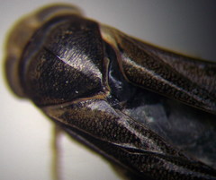 Cymatia rogenhoferi