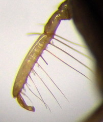 Cymatia rogenhoferi