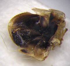 Cymatia rogenhoferi