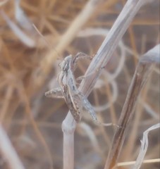 Tenosius proletarius