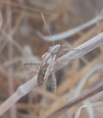 Tenosius proletarius