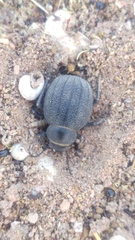 Pimelia derasa derasoides