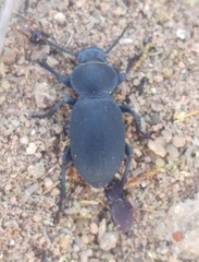 Tentyria discicollis