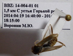Cymatia rogenhoferi