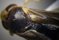 Cymatia rogenhoferi
