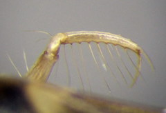 Cymatia rogenhoferi