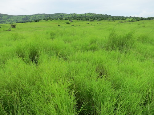 Themeda quadrivalvis image