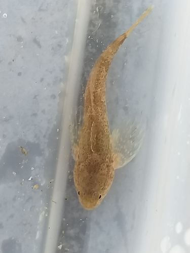 Padanian goby (Padogobius bonelli) — Gobiidae — 2
