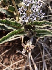 Asclepias meliodora