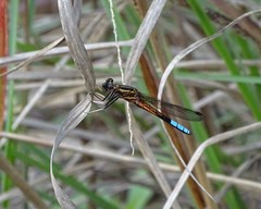 Platycypha fitzsimonsi