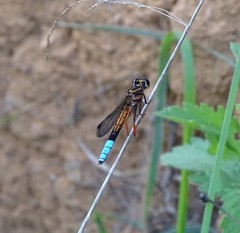 Platycypha fitzsimonsi