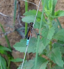Platycypha fitzsimonsi