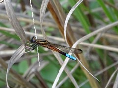 Platycypha fitzsimonsi