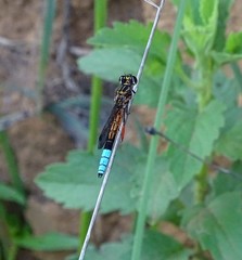 Platycypha fitzsimonsi