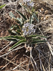Asclepias meliodora