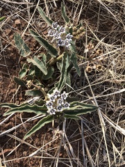 Asclepias meliodora