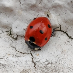 Coccinella septempunctata