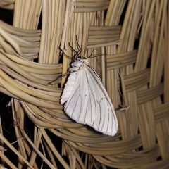 Neuromelia selectata