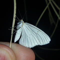 Neuromelia selectata