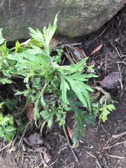 Artemisia vulgaris
