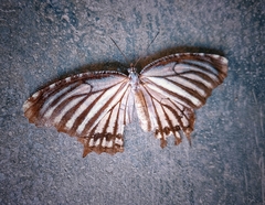 Elymnias nesaea
