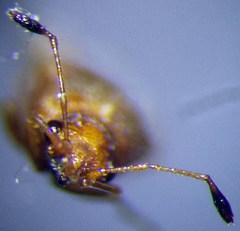 Cymus claviculus