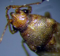 Cymus claviculus
