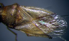 Cymus claviculus