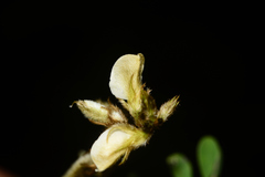 Tephrosia villosa