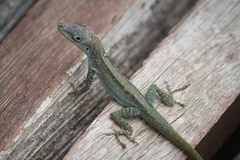 Anolis roquet