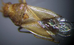 Cymus claviculus