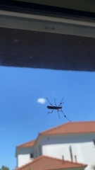 Paromoeocerus barbicornis