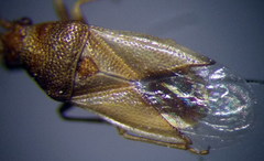 Cymus claviculus