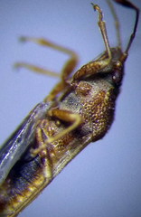 Cymus claviculus