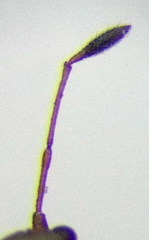 Cymus claviculus