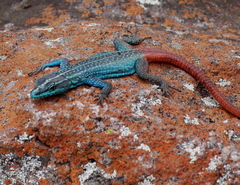 Platysaurus orientalis