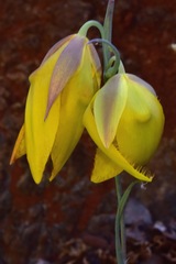 Calochortus raichei