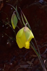 Calochortus raichei