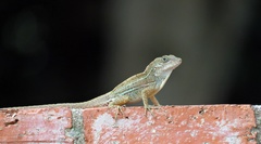 Anolis