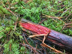 Phanerochaete sanguinea