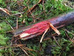 Phanerochaete sanguinea