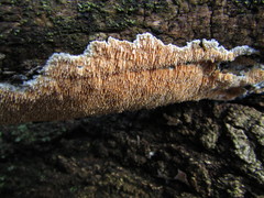 Steccherinum robustius