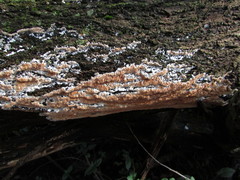 Steccherinum robustius