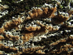 Steccherinum robustius