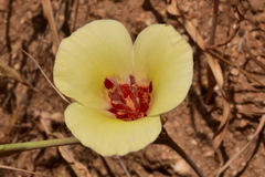 Calochortus simulans