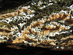 Steccherinum robustius
